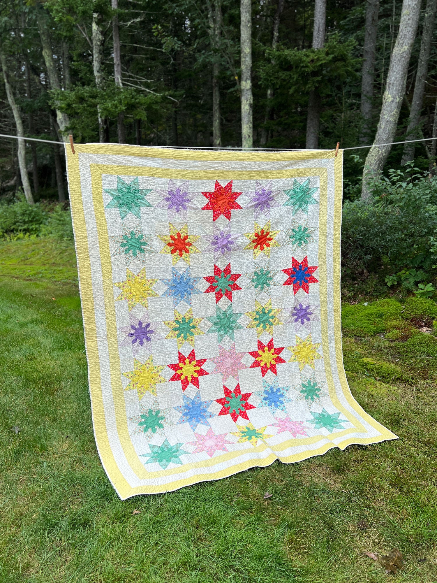 Missouri Daisy