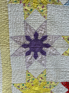 Missouri Daisy